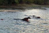 Zambezi Sunset Dinner Cruise: Victoria Falls Twilight Safari on the Water