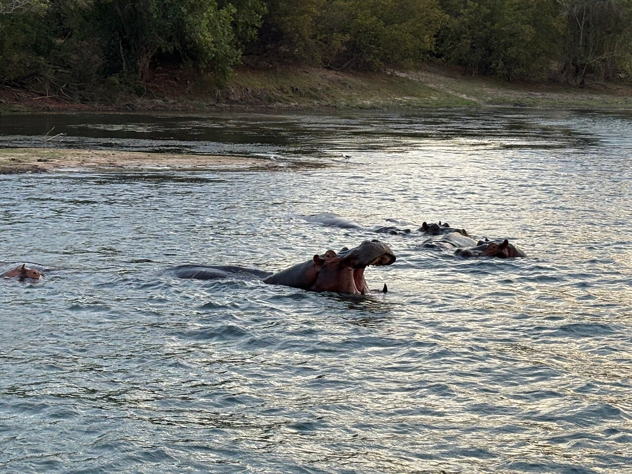 Zambezi Sunset Dinner Cruise: Victoria Falls Twilight Safari on the Water