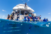 Great Barrier Reef Diving & Snorkeling Cruise from Cairns