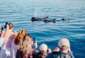 4 Fun Things to do in Tenerife